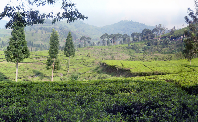 Tea Plantation at Puncak