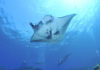 manta-ray-xelexicom-diving