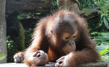 attractions-malaysia-kinabalu-orangutan