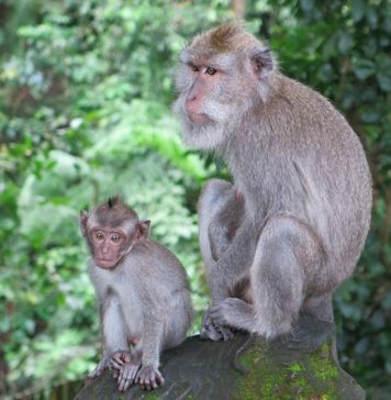 Ubud Monkey Forest
