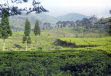 Tea Plantation at Puncak