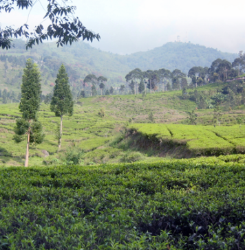 Tea Plantation at Puncak