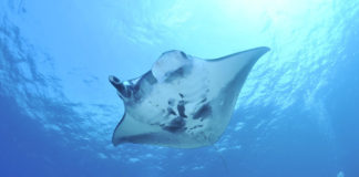 manta-ray-xelexicom-diving