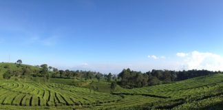 tea-valley-bandung