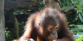 attractions-malaysia-kinabalu-orangutan