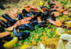Paella, Spanish cuisine