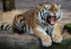 tiger-roar-animal