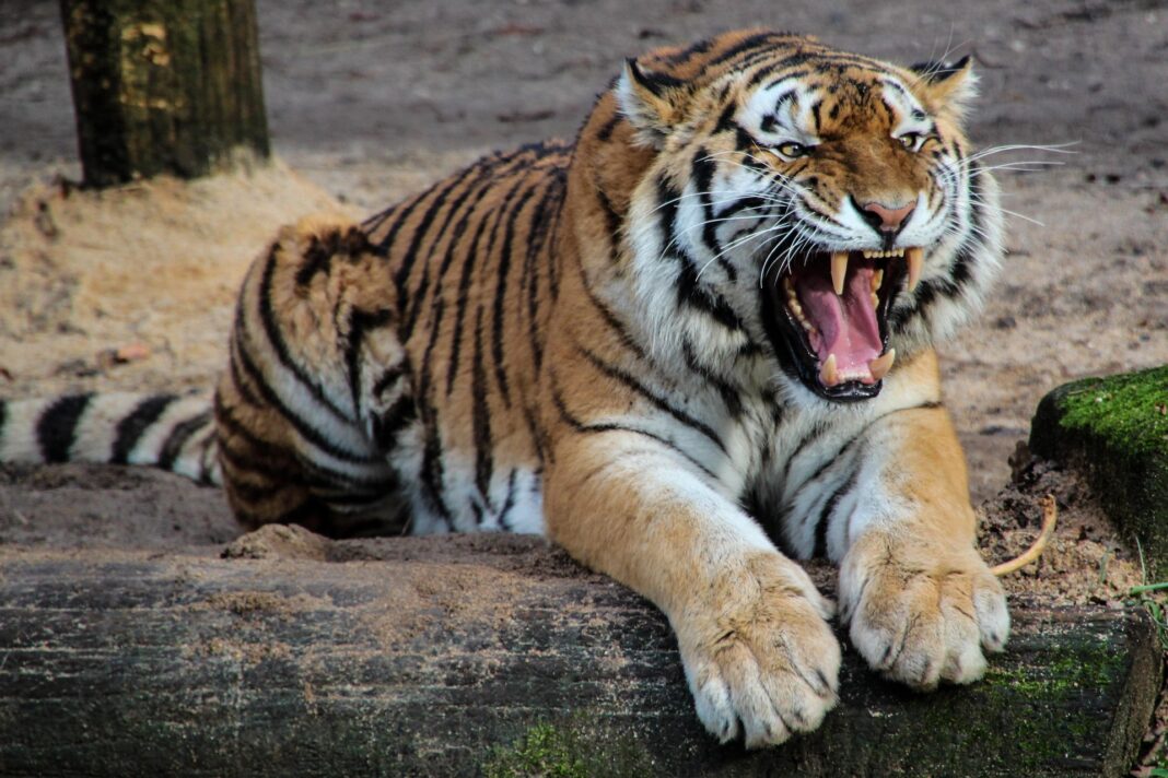 garten-gg-tiger-pixabay tiger-roar-animal