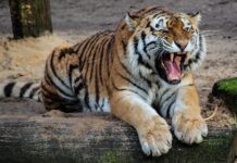 tiger-roar-animal