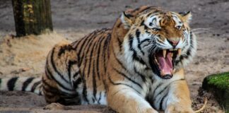 tiger-roar-animal