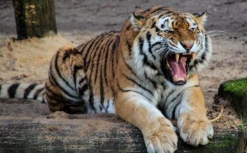 tiger-roar-animal
