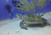 diving-sea-turtle-xelexi.com
