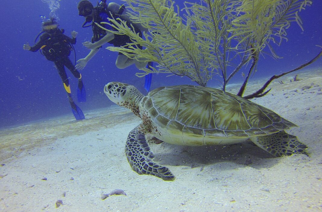 diving-sea-turtle-xelexi.com