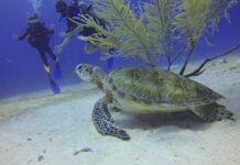 diving-sea-turtle-xelexi.com