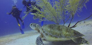 diving-sea-turtle-xelexi.com
