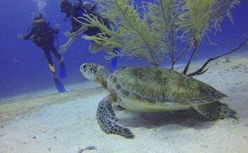 diving-sea-turtle-xelexi.com