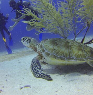 diving-sea-turtle-xelexi.com