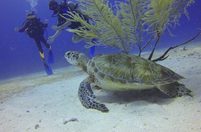 diving-sea-turtle-xelexi.com