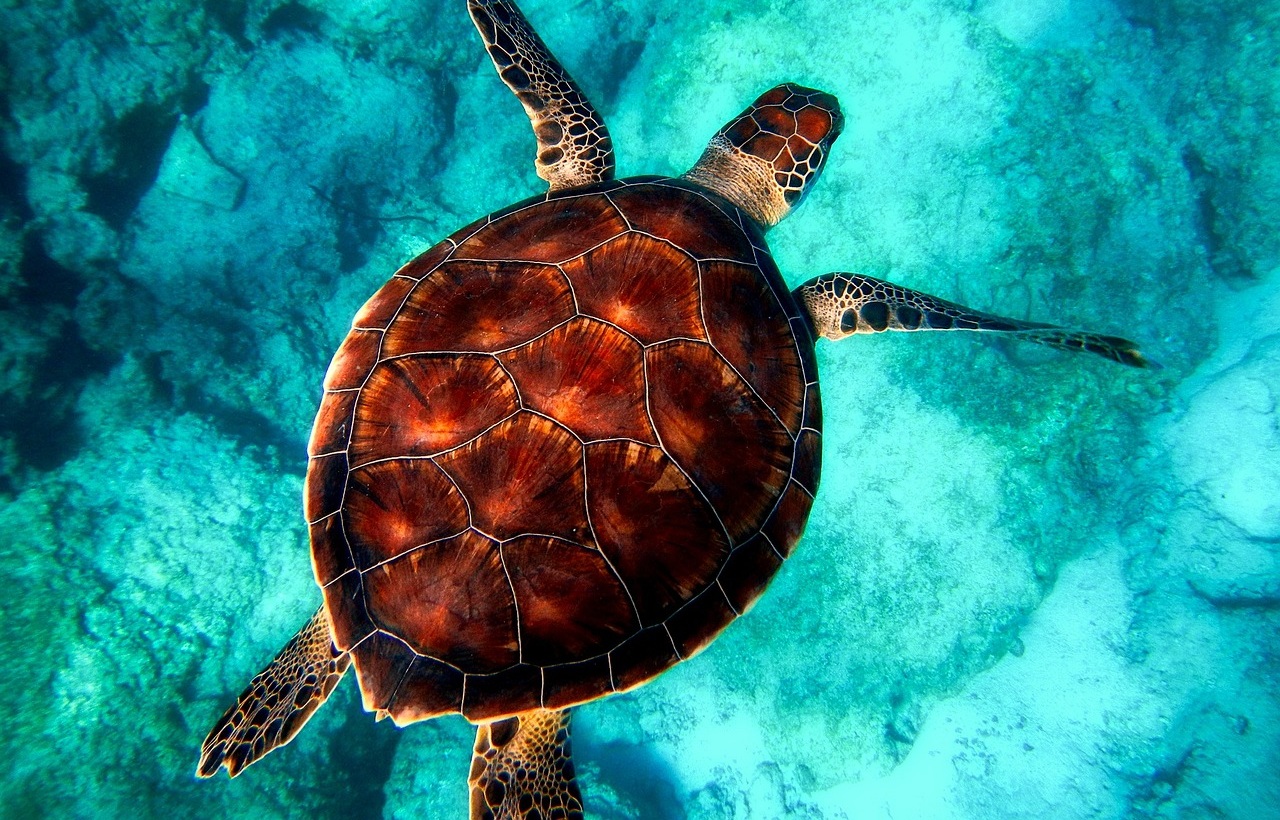 sea-turtle-xelexi.com